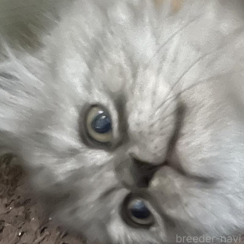 販売中の愛知県のミヌエット-136426の4枚目