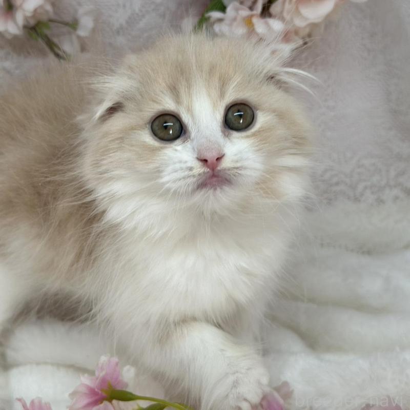 販売中の長野県のスコティッシュフォールド(折れ耳)-139693