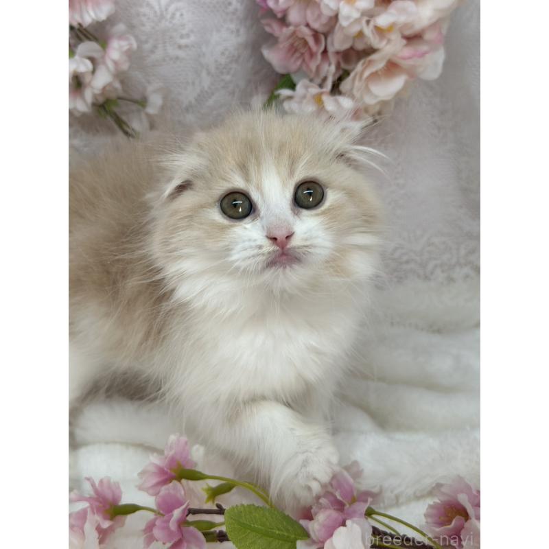 販売中の長野県のスコティッシュフォールド(折れ耳)-139693の2枚目