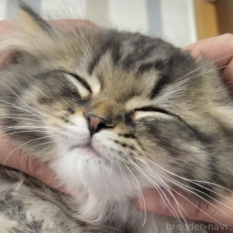 販売中の愛知県のミヌエット-136427の15枚目