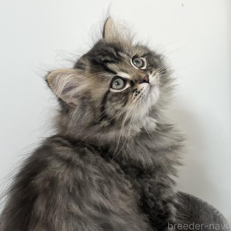 販売中の愛知県のミヌエット-136427の14枚目