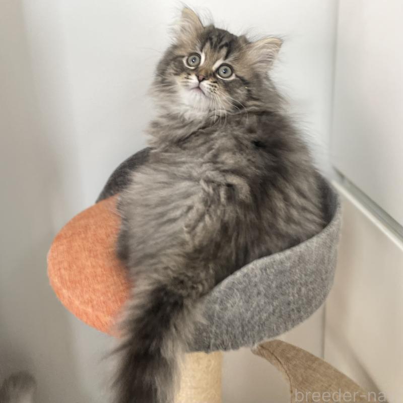 販売中の愛知県のミヌエット-136427の13枚目