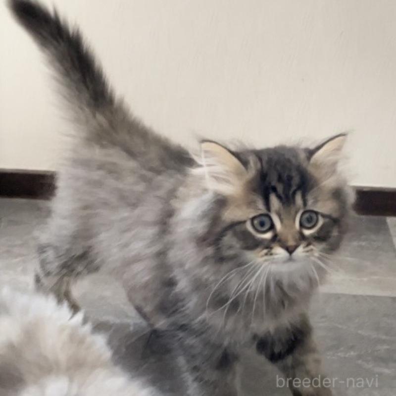 販売中の愛知県のミヌエット-136427の12枚目