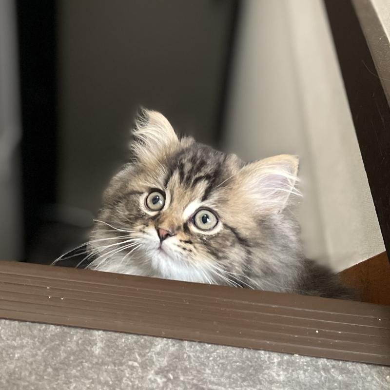 販売中の愛知県のミヌエット-136427の10枚目