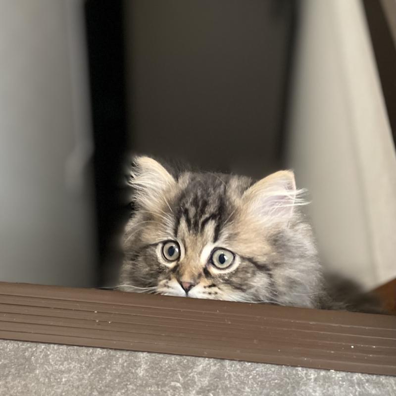 販売中の愛知県のミヌエット-136427の9枚目