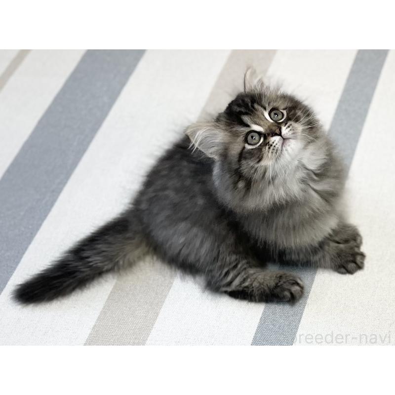 販売中の愛知県のミヌエット-136427の6枚目