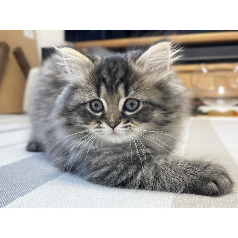 販売中の愛知県のミヌエット-136427の5枚目