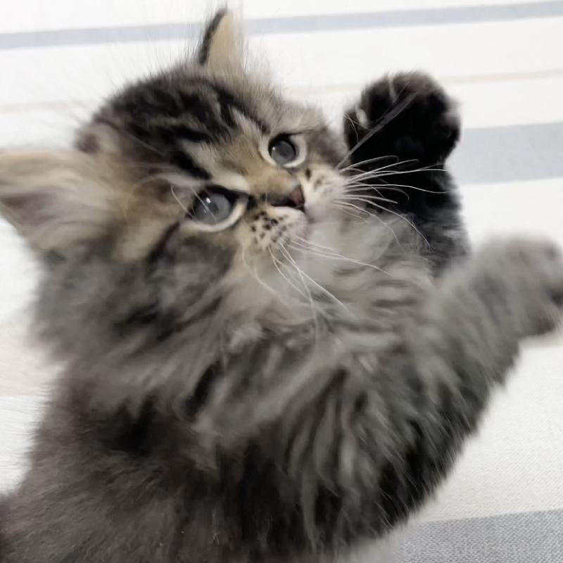 販売中の愛知県のミヌエット-136427の3枚目