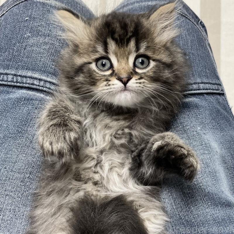 販売中の愛知県のミヌエット-136427の2枚目