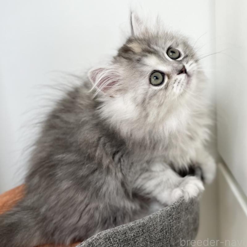 販売中の愛知県のミヌエット-136428