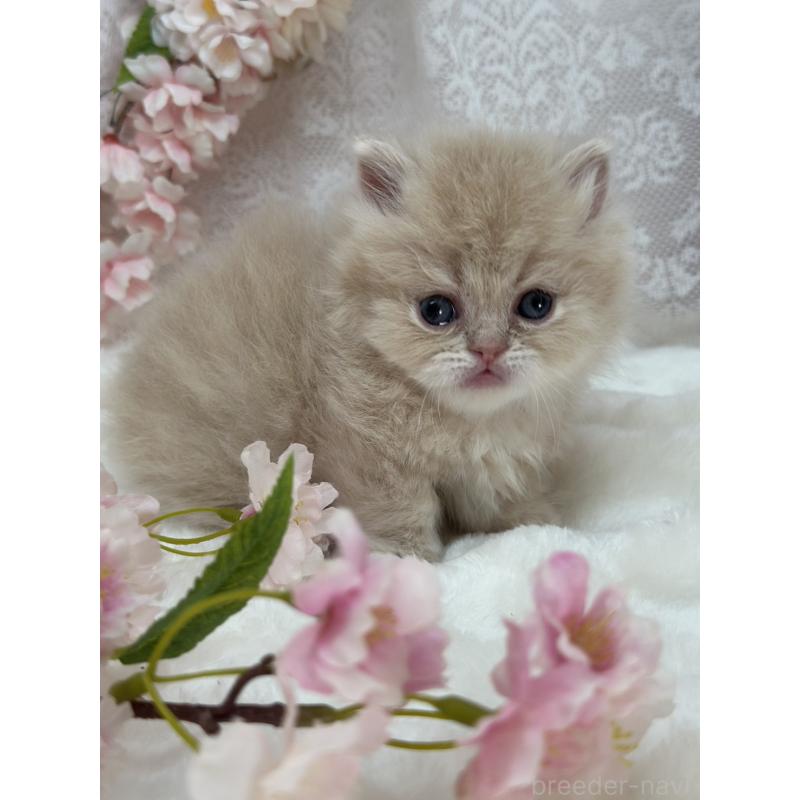 販売中の長野県のミヌエット(短足)-139694の5枚目