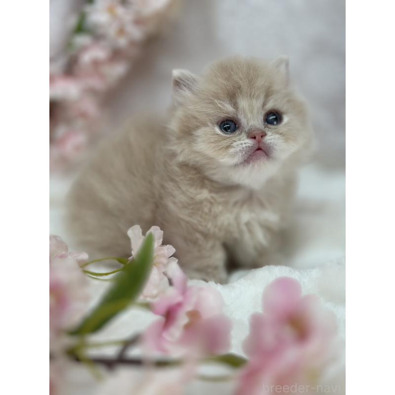 販売中の長野県のミヌエット(短足)-139694の4枚目