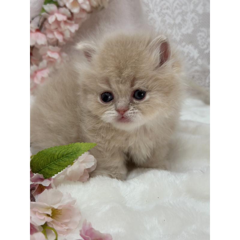 販売中の長野県のミヌエット(短足)-139694の3枚目