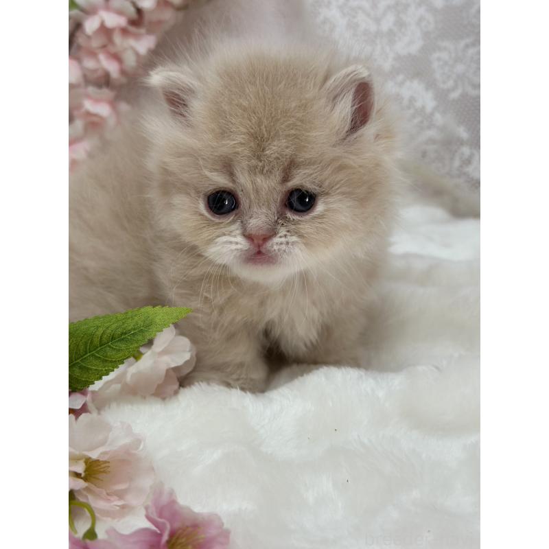 販売中の長野県のミヌエット(短足)-139694の2枚目