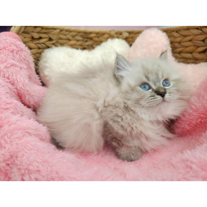 販売中の埼玉県のサイベリアン-139695の5枚目