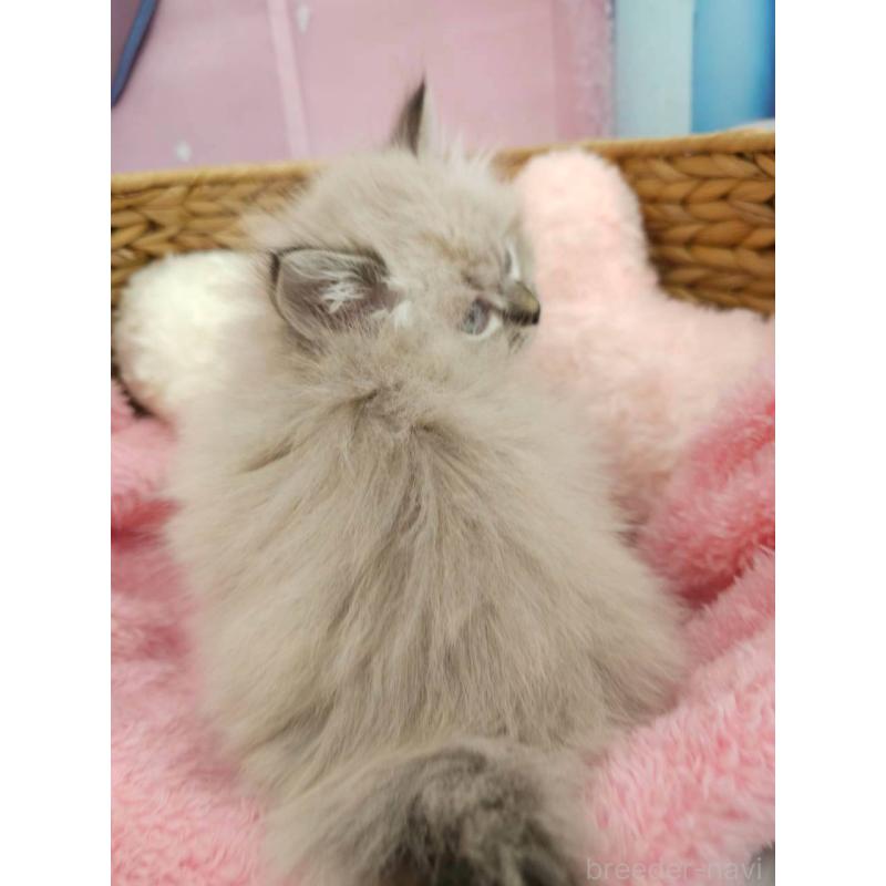 販売中の埼玉県のサイベリアン-139695の4枚目