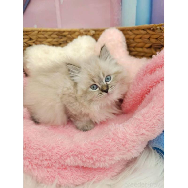 販売中の埼玉県のサイベリアン-139695の3枚目