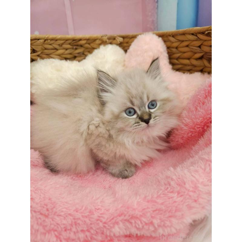 販売中の埼玉県のサイベリアン-139695の2枚目