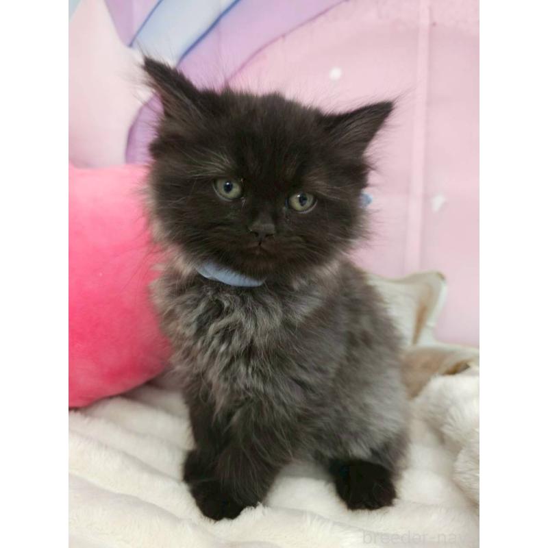 販売中の埼玉県のサイベリアン-139696の4枚目