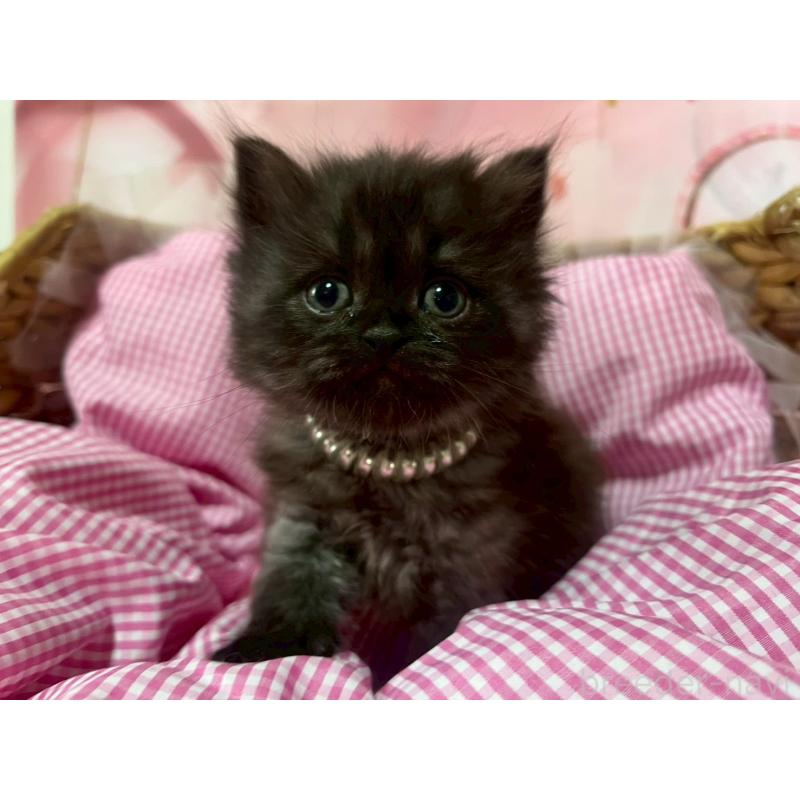 販売中の埼玉県のサイベリアン-139696の3枚目