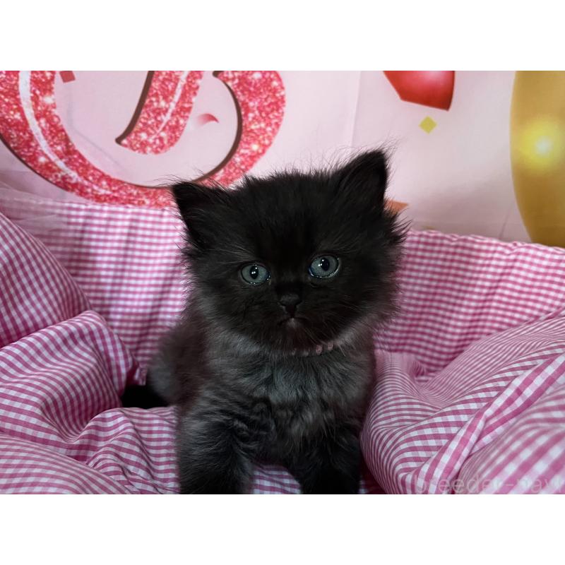 販売中の埼玉県のサイベリアン-139696の2枚目