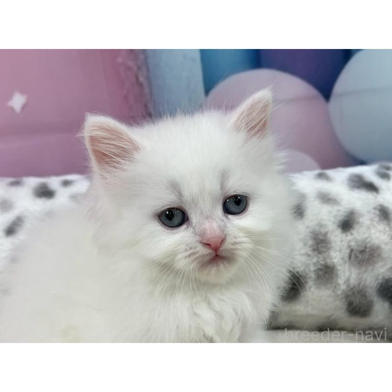 販売中の埼玉県のサイベリアン-139697の4枚目