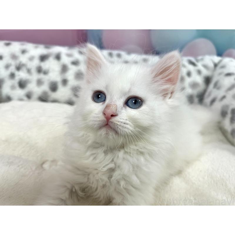 販売中の埼玉県のサイベリアン-139697の3枚目