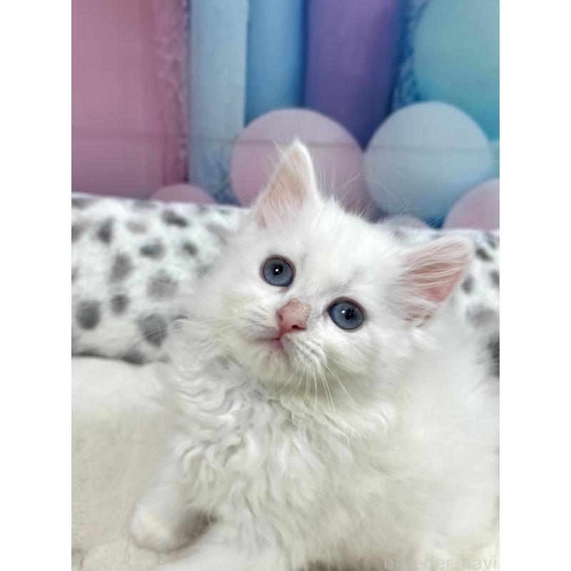 販売中の埼玉県のサイベリアン-139697の2枚目