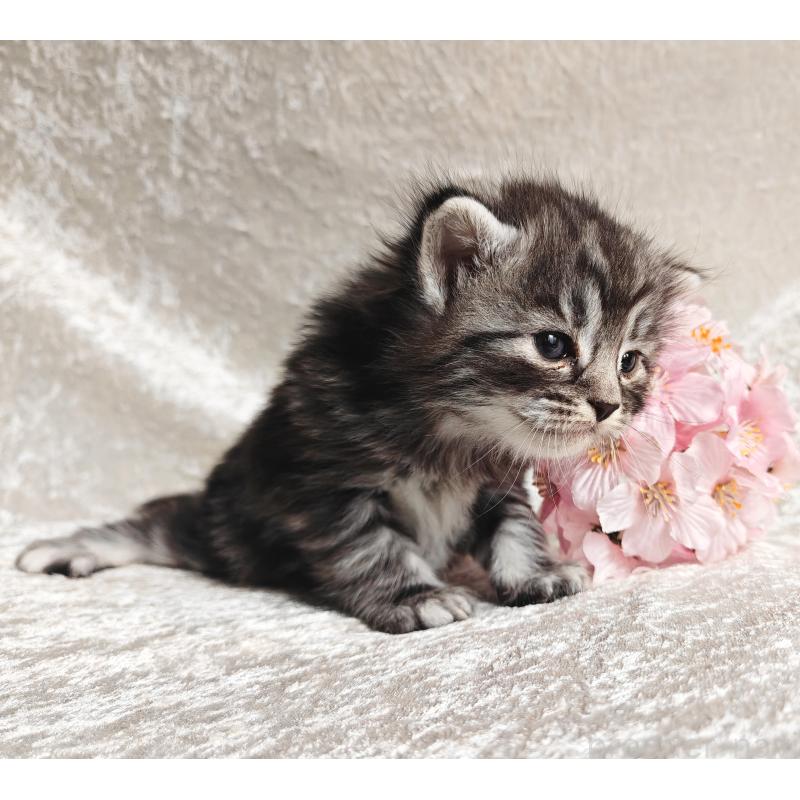 販売中の神奈川県のノルウェージャンフォレストキャット-139699の4枚目