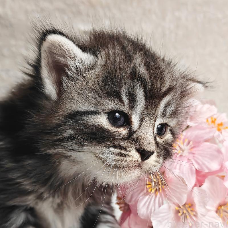 販売中の神奈川県のノルウェージャンフォレストキャット-139699