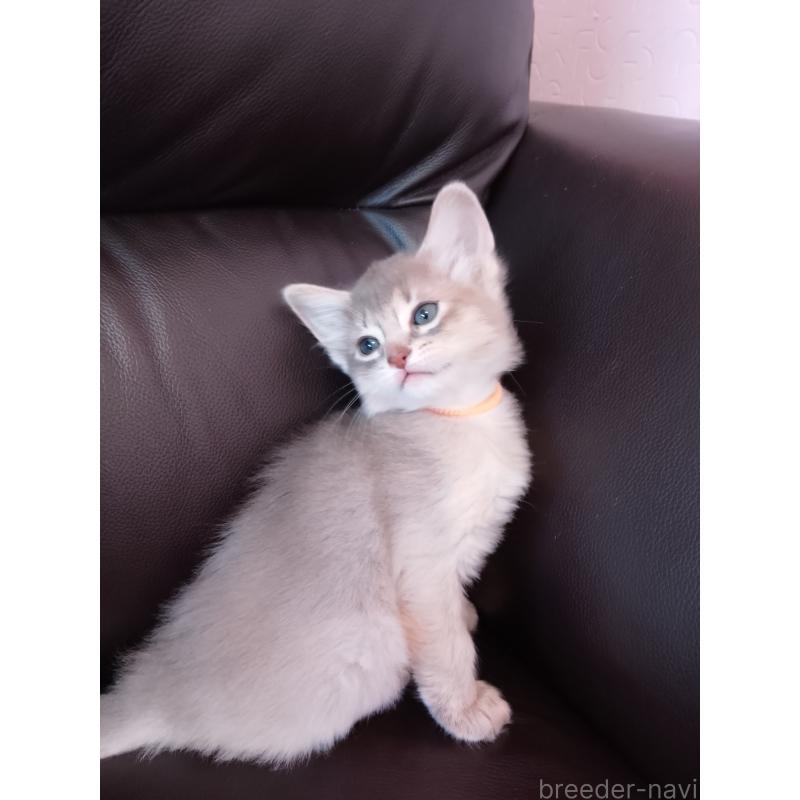 販売中の滋賀県のソマリ-139698の4枚目