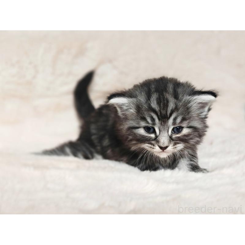 販売中の神奈川県のノルウェージャンフォレストキャット-139699の3枚目