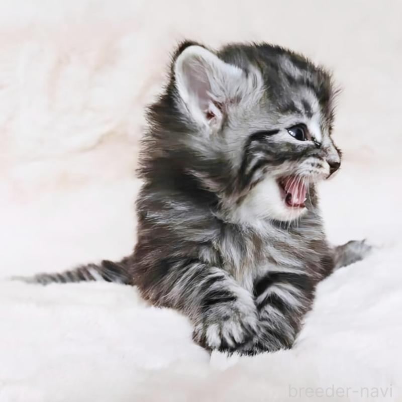 販売中の神奈川県のノルウェージャンフォレストキャット-139699の2枚目