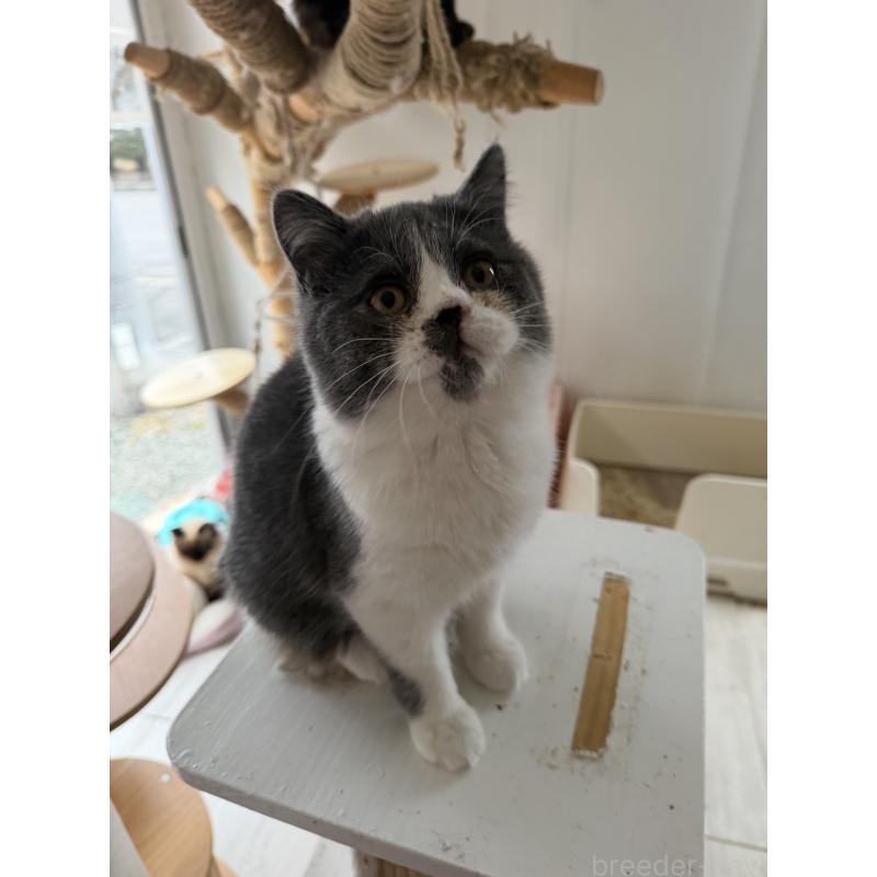 販売中の長野県のエキゾチックショートヘア-139701の4枚目