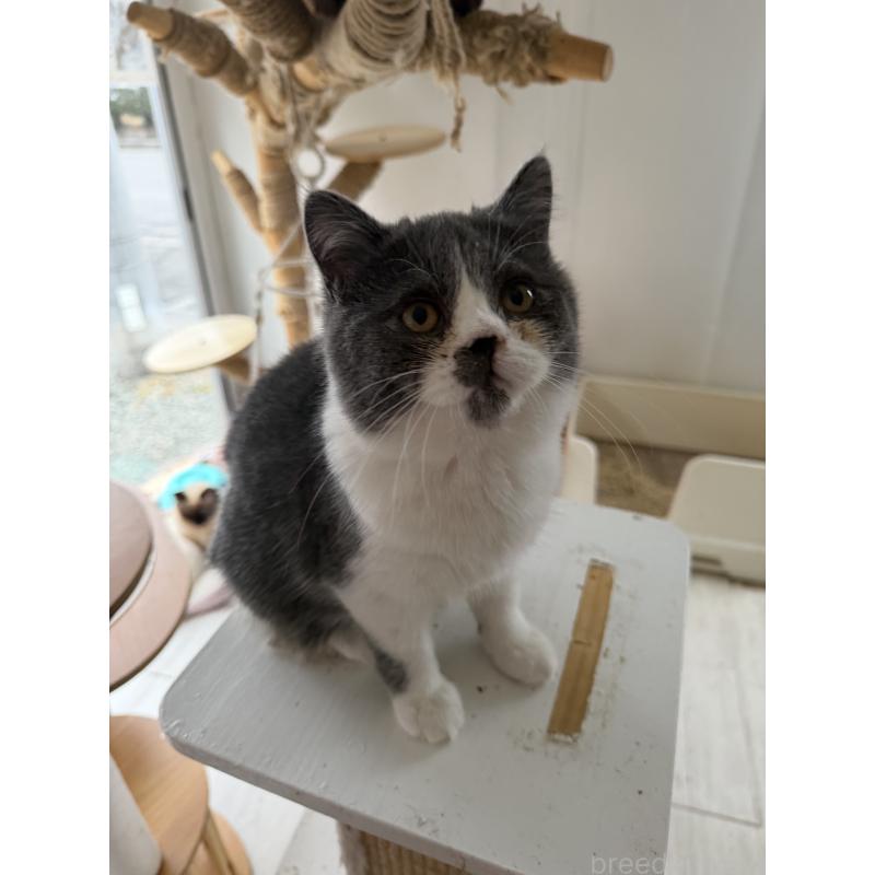 販売中の長野県のエキゾチックショートヘア-139701の3枚目