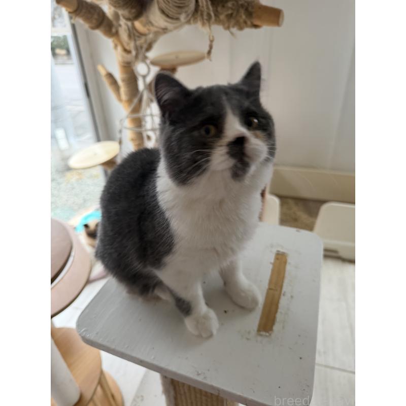 販売中の長野県のエキゾチックショートヘア-139701の2枚目