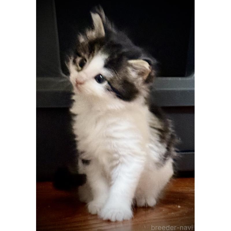 販売中の東京都のノルウェージャンフォレストキャット-139703の5枚目