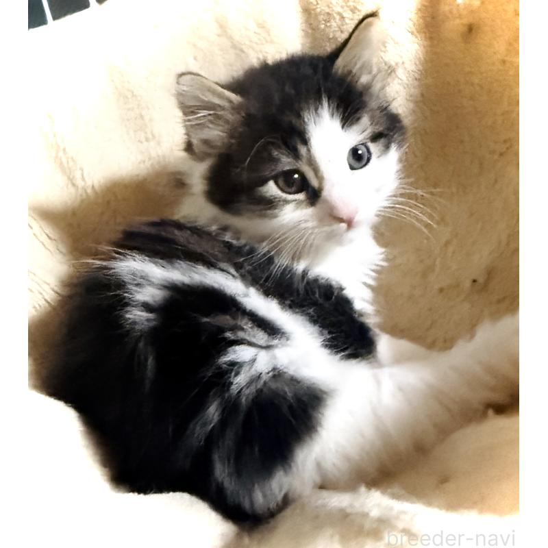 販売中の東京都のノルウェージャンフォレストキャット-139703の4枚目