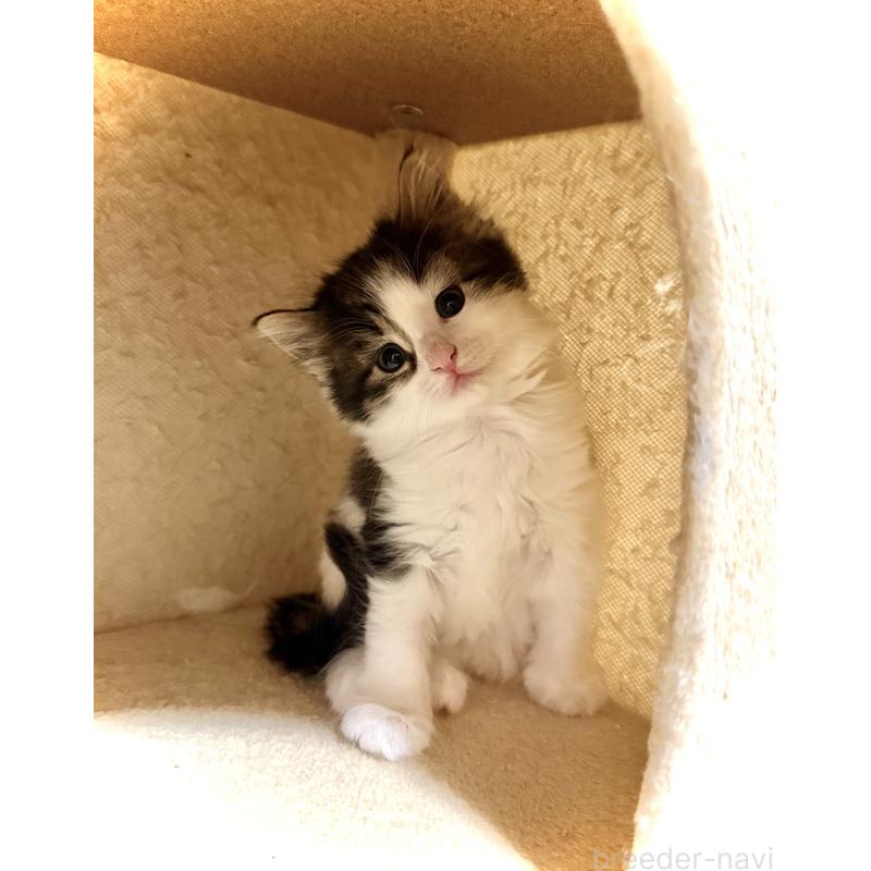 販売中の東京都のノルウェージャンフォレストキャット-139703の3枚目