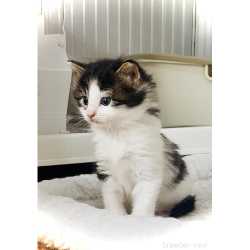 販売中の東京都のノルウェージャンフォレストキャット-139703の2枚目
