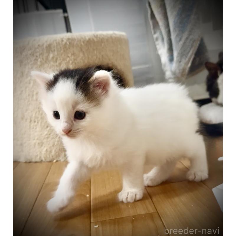 販売中の東京都のノルウェージャンフォレストキャット-139704の5枚目