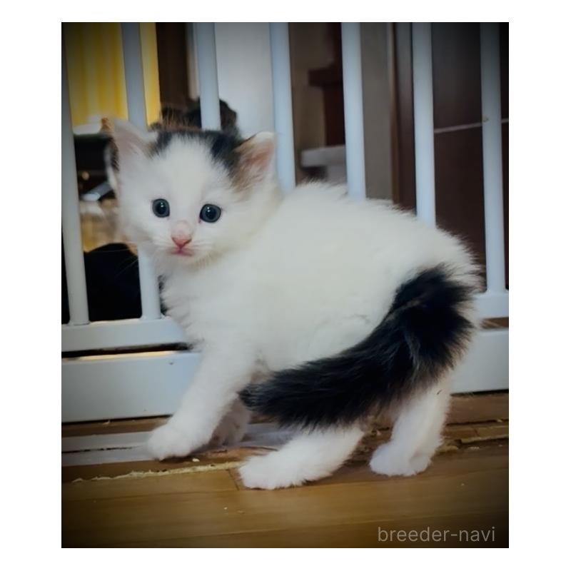 販売中の東京都のノルウェージャンフォレストキャット-139704の4枚目