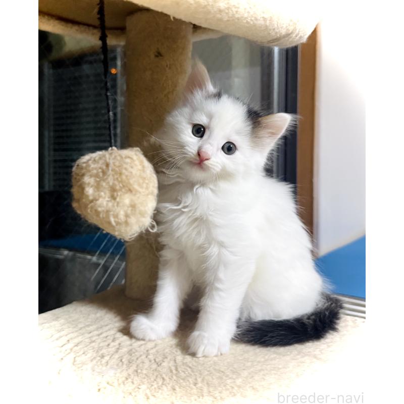 販売中の東京都のノルウェージャンフォレストキャット-139704の3枚目