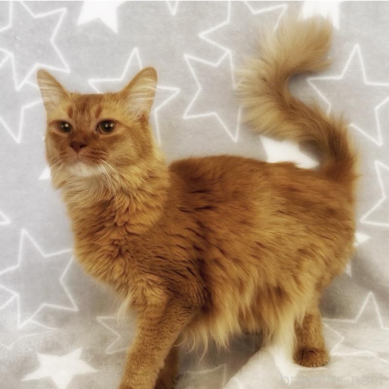 販売中の埼玉県のソマリ-139705の7枚目