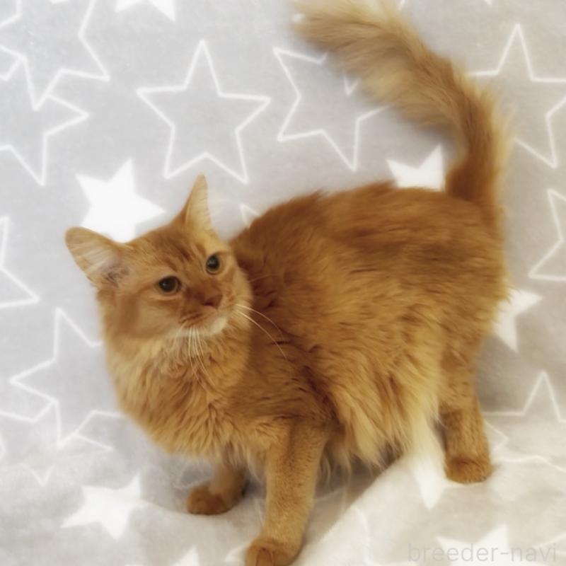 販売中の埼玉県のソマリ-139705の1枚目