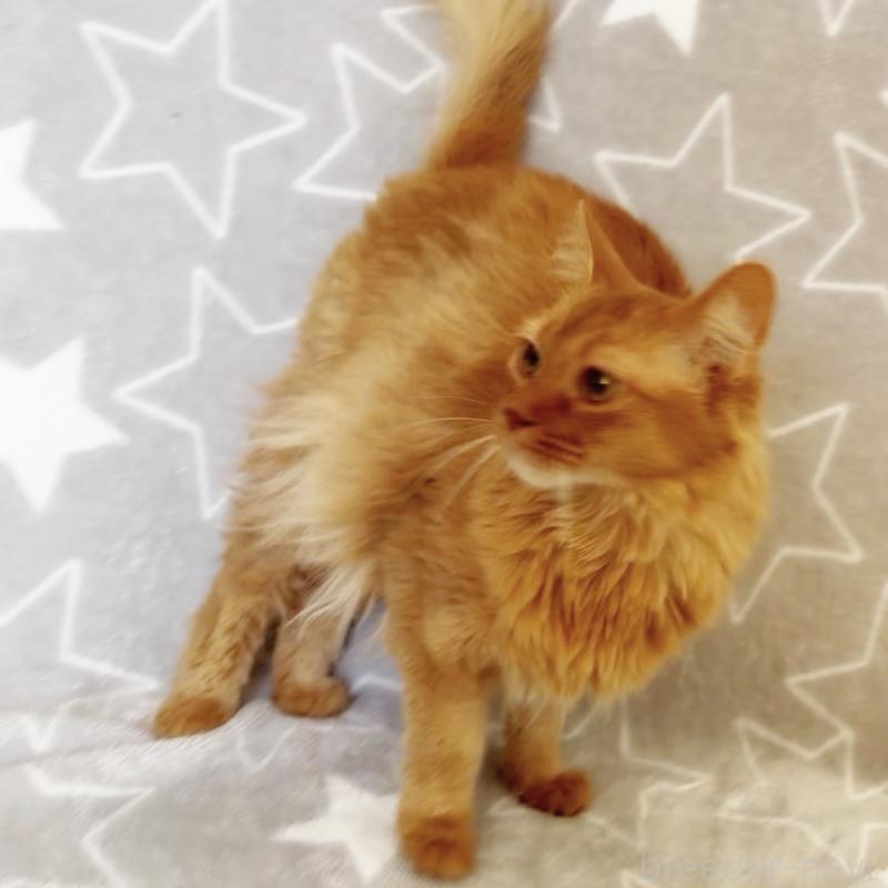 販売中の埼玉県のソマリ-139705の6枚目