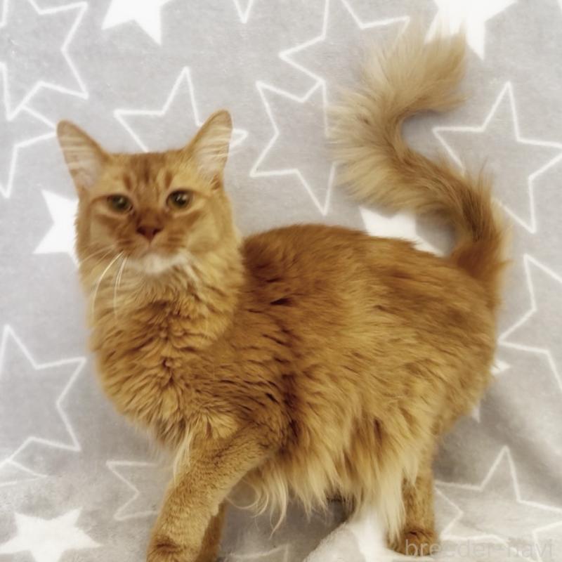 販売中の埼玉県のソマリ-139705の5枚目