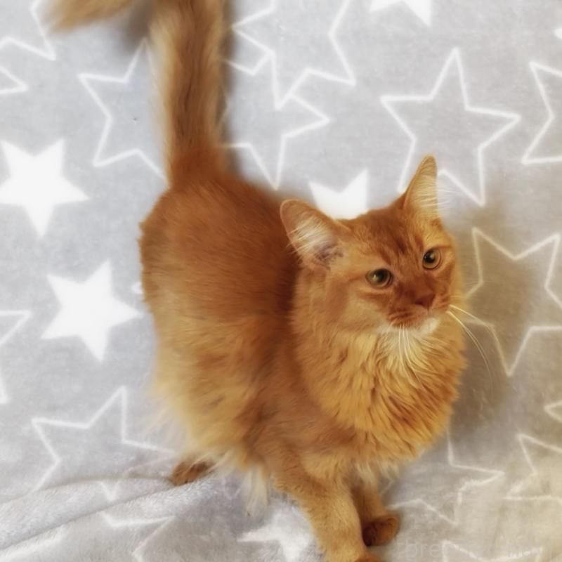 販売中の埼玉県のソマリ-139705の4枚目