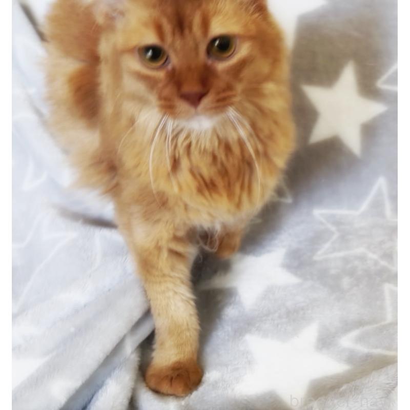 販売中の埼玉県のソマリ-139705の2枚目