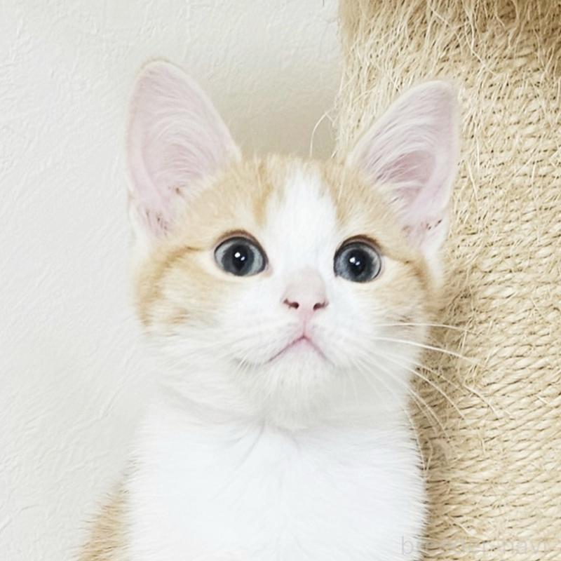 販売中の茨城県のミヌエット-136222の6枚目